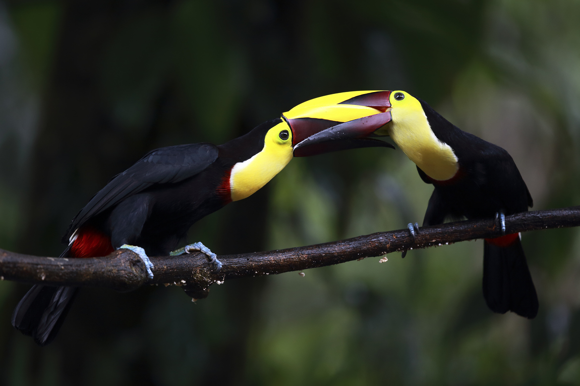 Chestnut-Mandibled Toucan, Sarapiqui, Costa Rica 