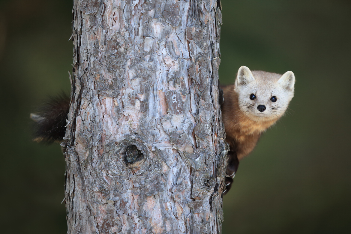 American Marten, Algonquin Provincial Park , Canada