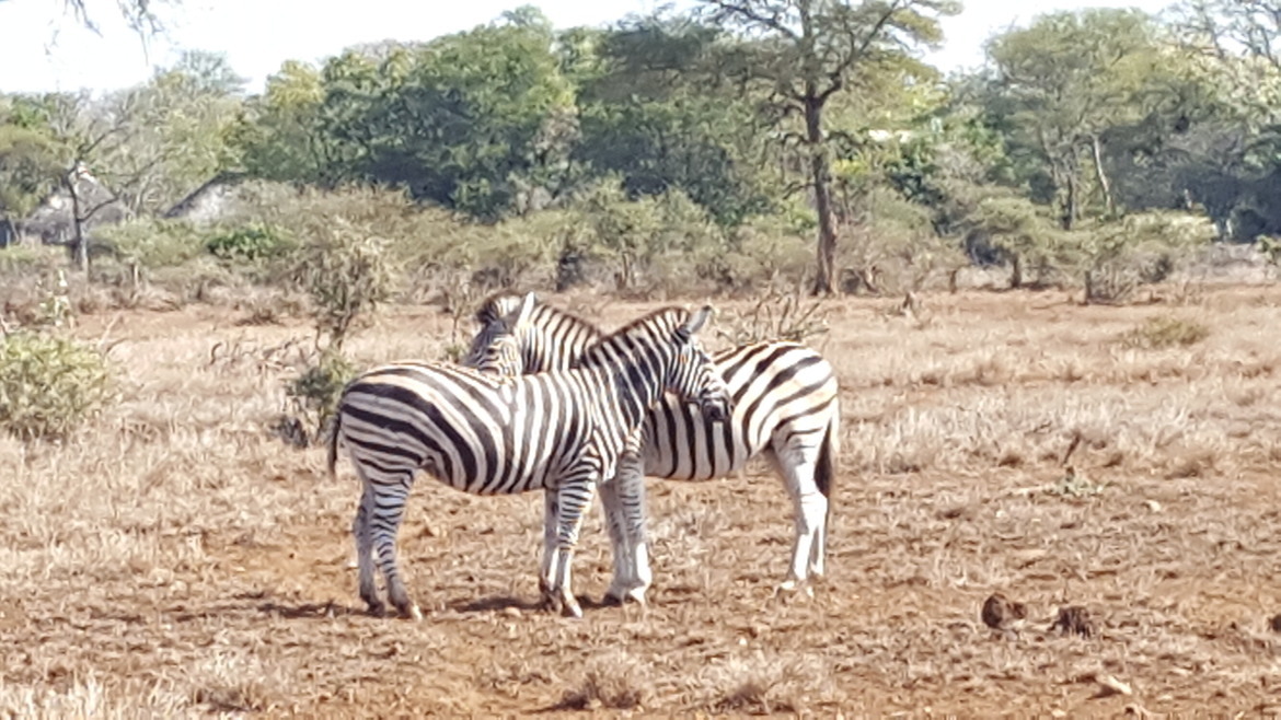 Zebra, Kruger National Park, South Africa
