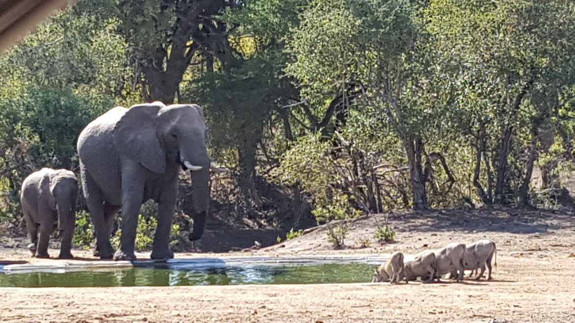 Elephants, Warthogs, Kruger National Park, South Africa