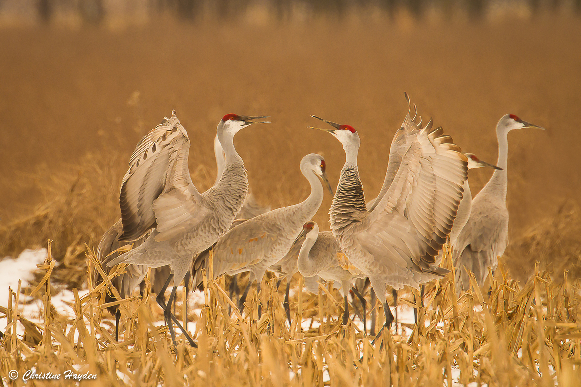 Sandhill crane, Ewing, Indiana, USA