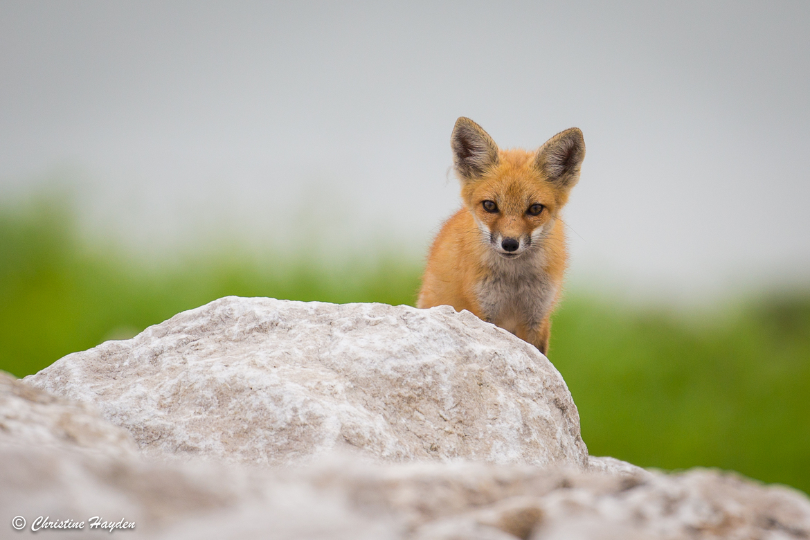 Red fox, Lincoln County, Missouri, USA