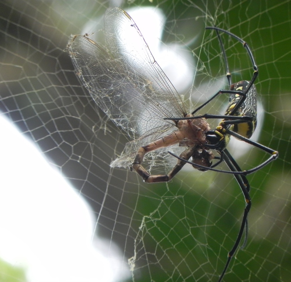 Giant Wood spider (Nephila sp), Mojo Plantation, Madikeri, Karnataka, India, India