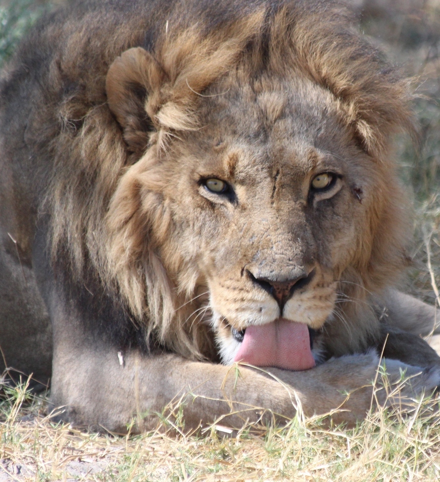 Lion, Moremi Game Reserve, Botswana