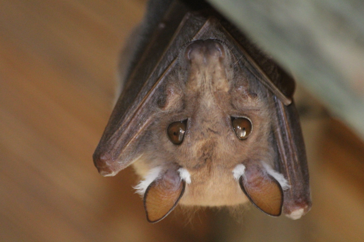 Angolan Fruit Bat, Moremi Game Reserve, Botswana
