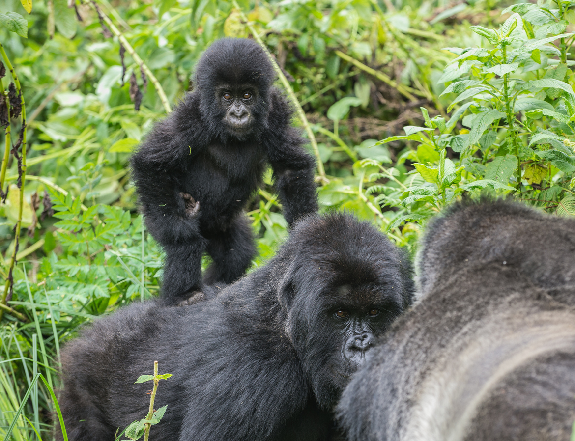 Mountain gorilla, Virunga national park, Rwanda