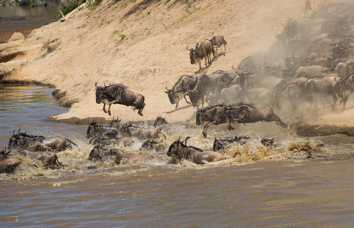 Blue Wildebeest, Masai Mara, Kenya