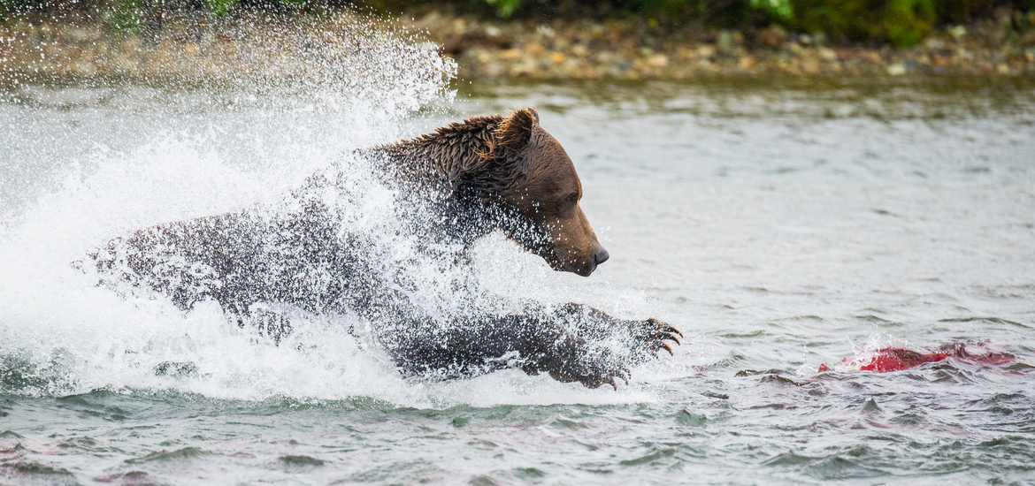 Grizzly Bear (Brown bear), Katmai National Park, USA