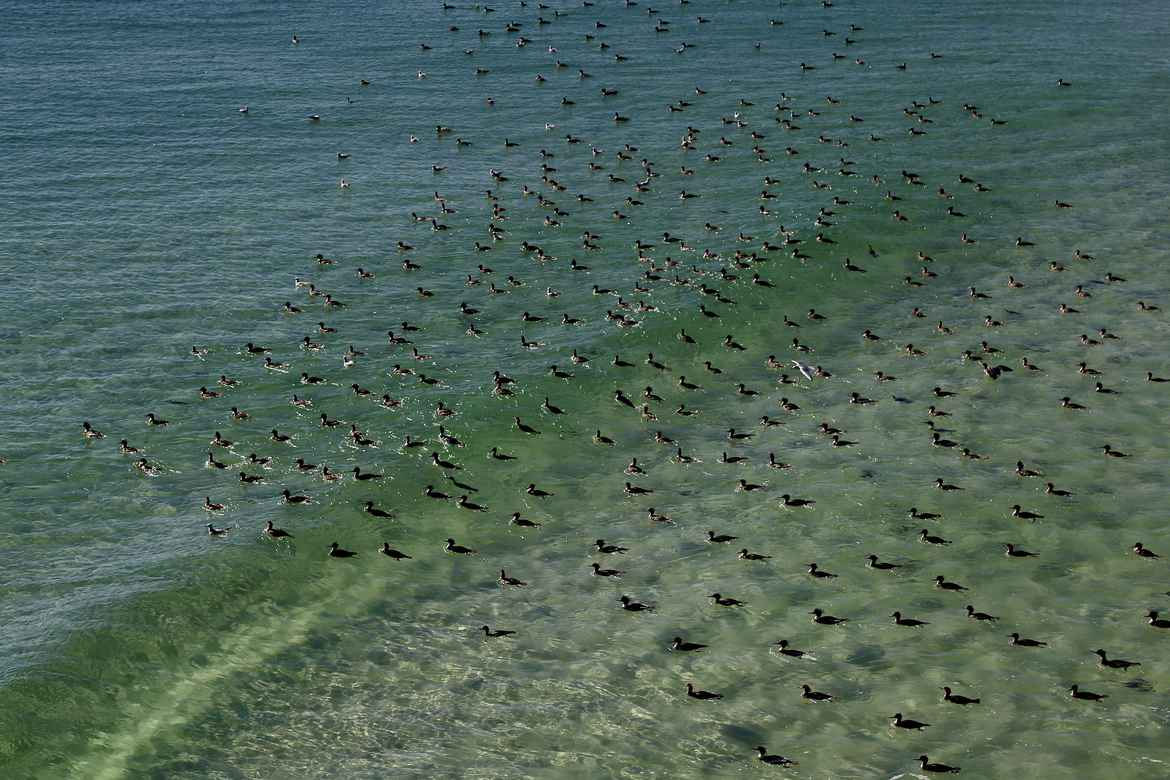 Mergansers, Florida, USA