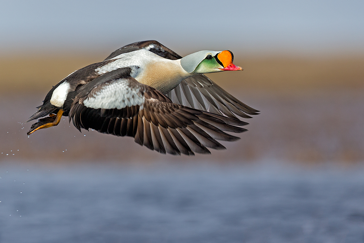 King Eider, Alaska, United States