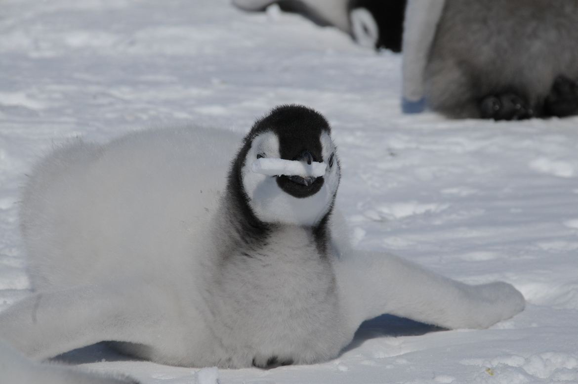 Penguin, Snow Hill Rookery, Antarctica