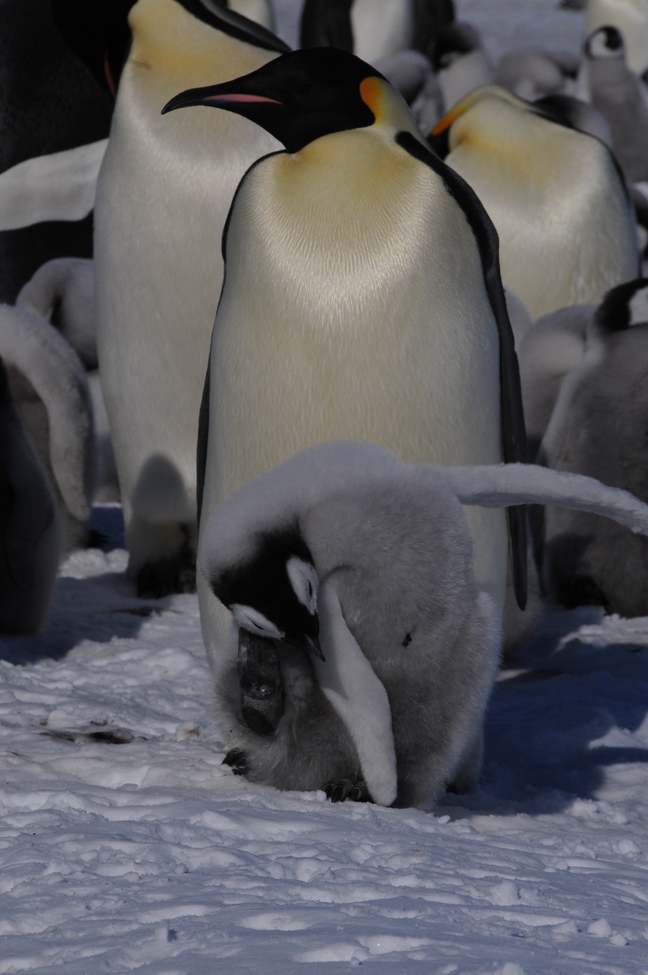 Penguin, Snow Hill Rookery, Antarctica