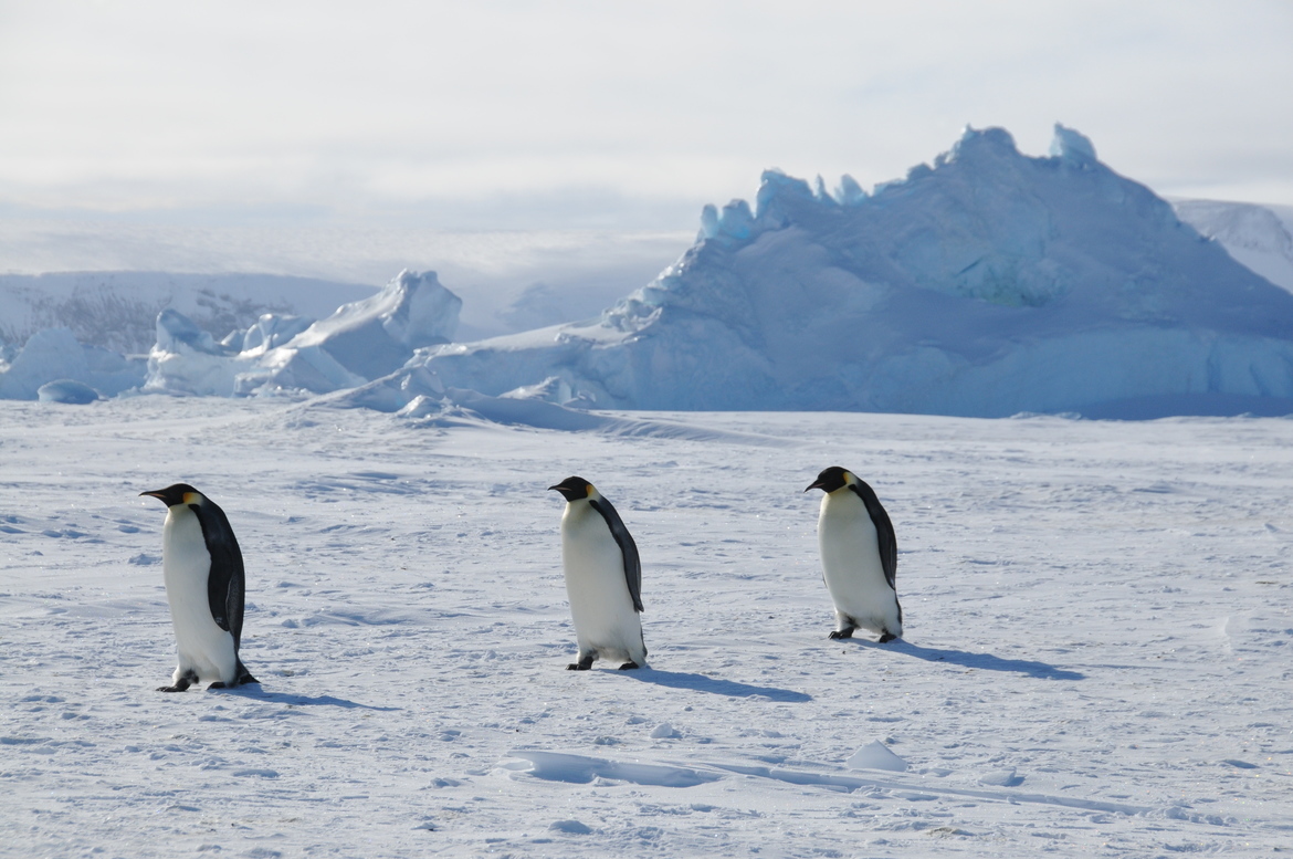 Penguin, Snow Hill Rookery, Antarctica
