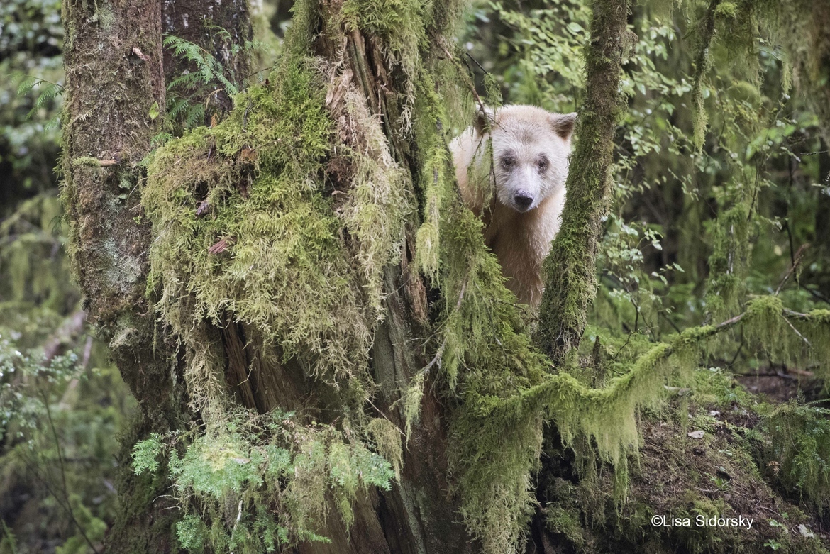 Spirirt Bear (Kermode), Great Bear Rain Forest, Canada