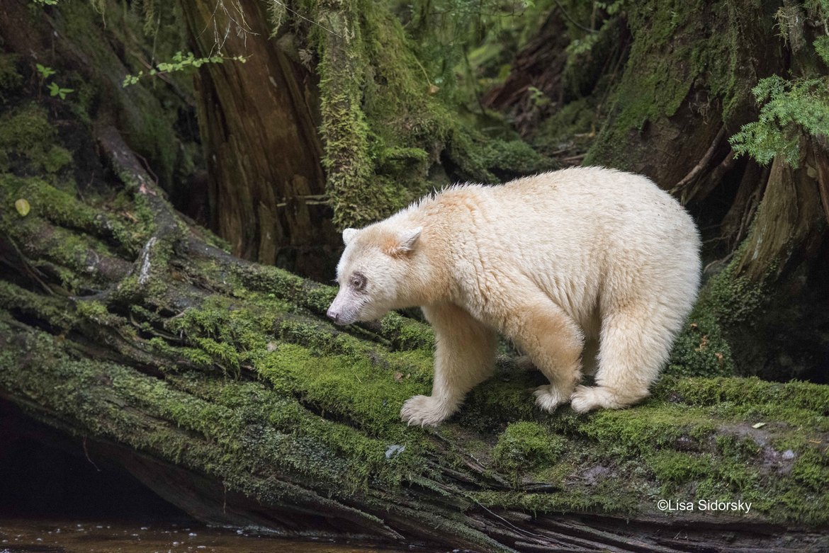 Spirit Bear or Ursus Americanus Kermodei, Great Bear Rainforest, Canada