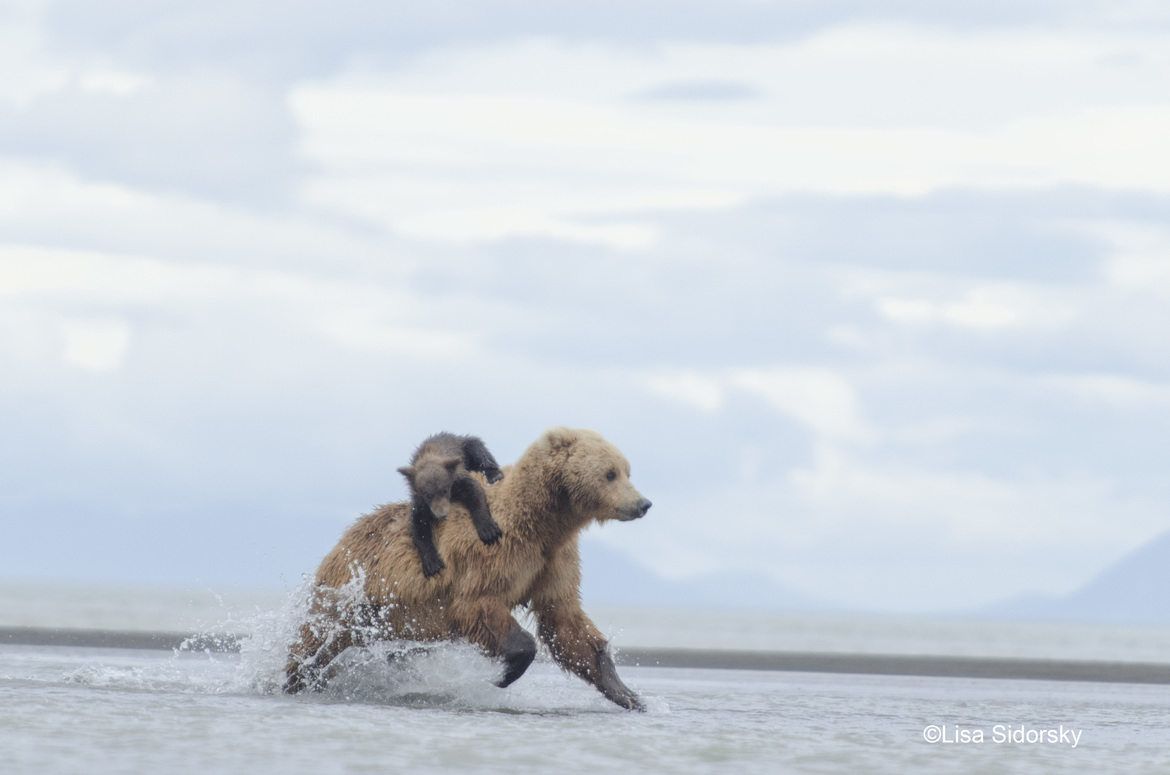 Brown Bear, Katmai National Park, Unites States