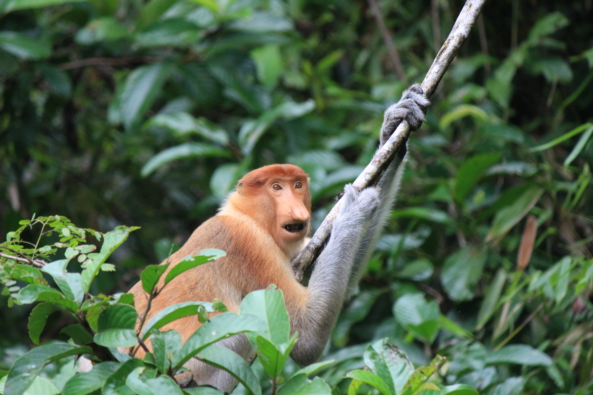 Proboscis Monkey, Sabah, Borneo