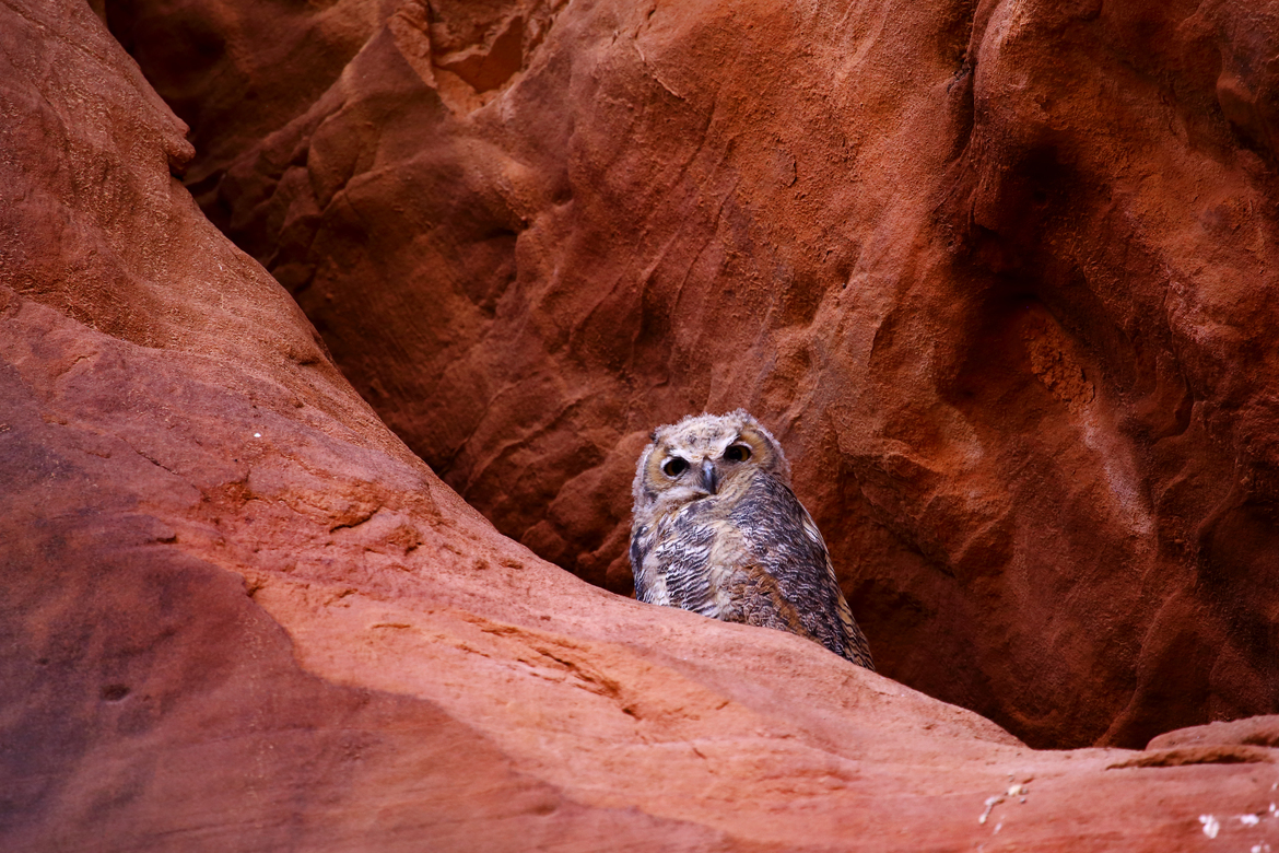 Owl, Owl canyon, USA