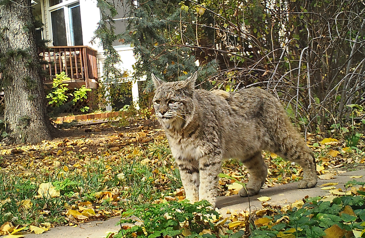 Bobcat, City of Boulder, USA