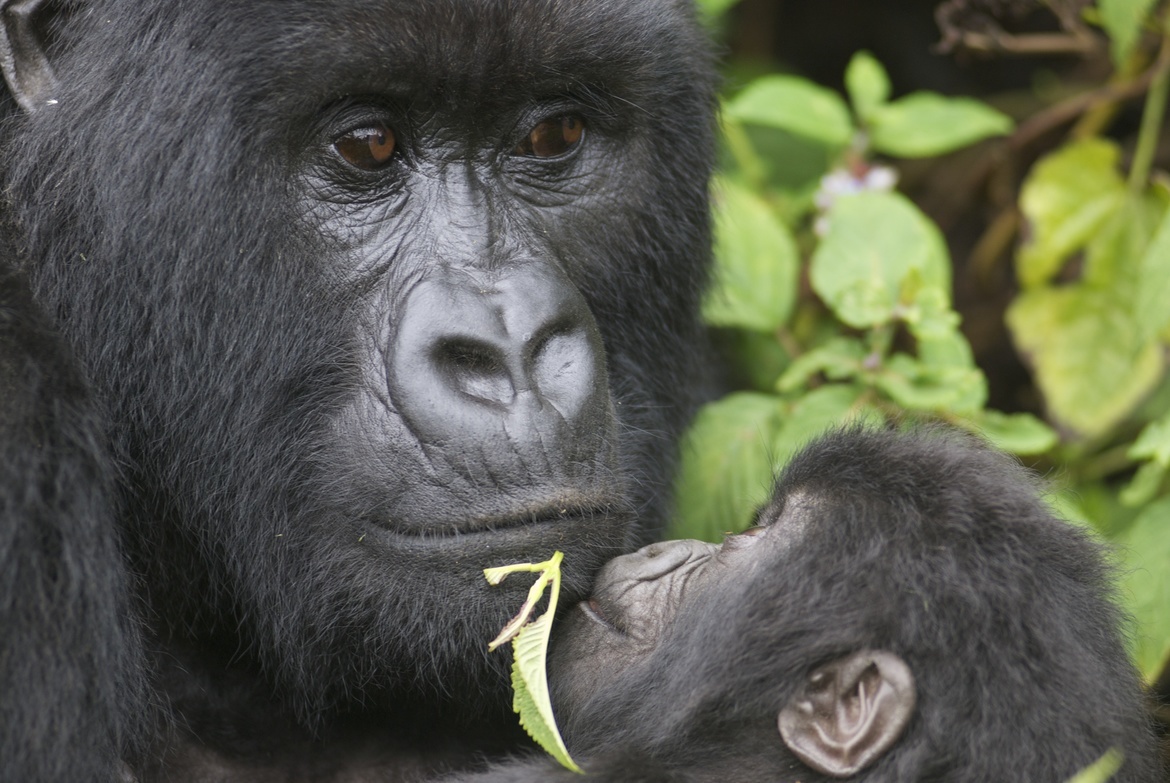 Silverback Gorilla troop, Virunga Mountains, Rwanda