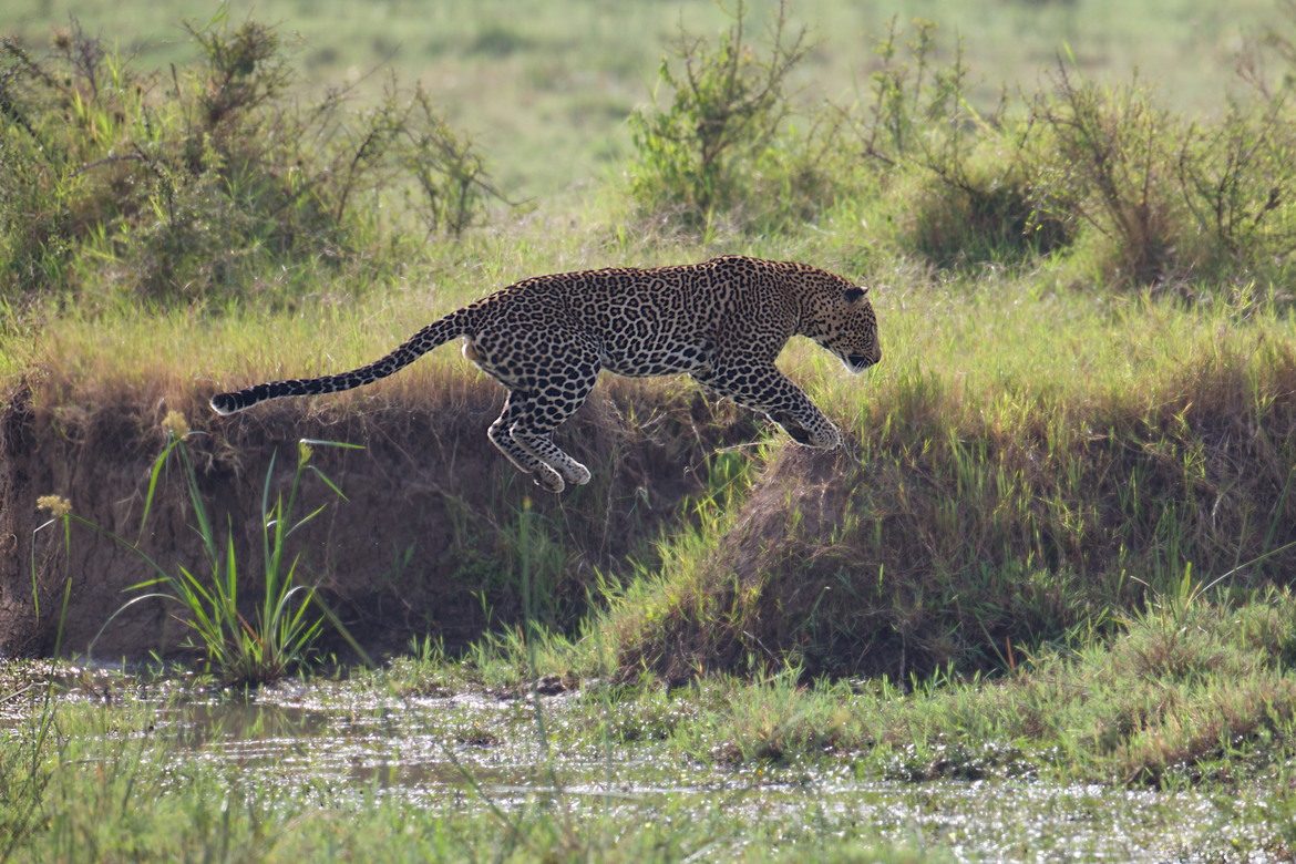 Leopard, Maasai Mara, Kenya