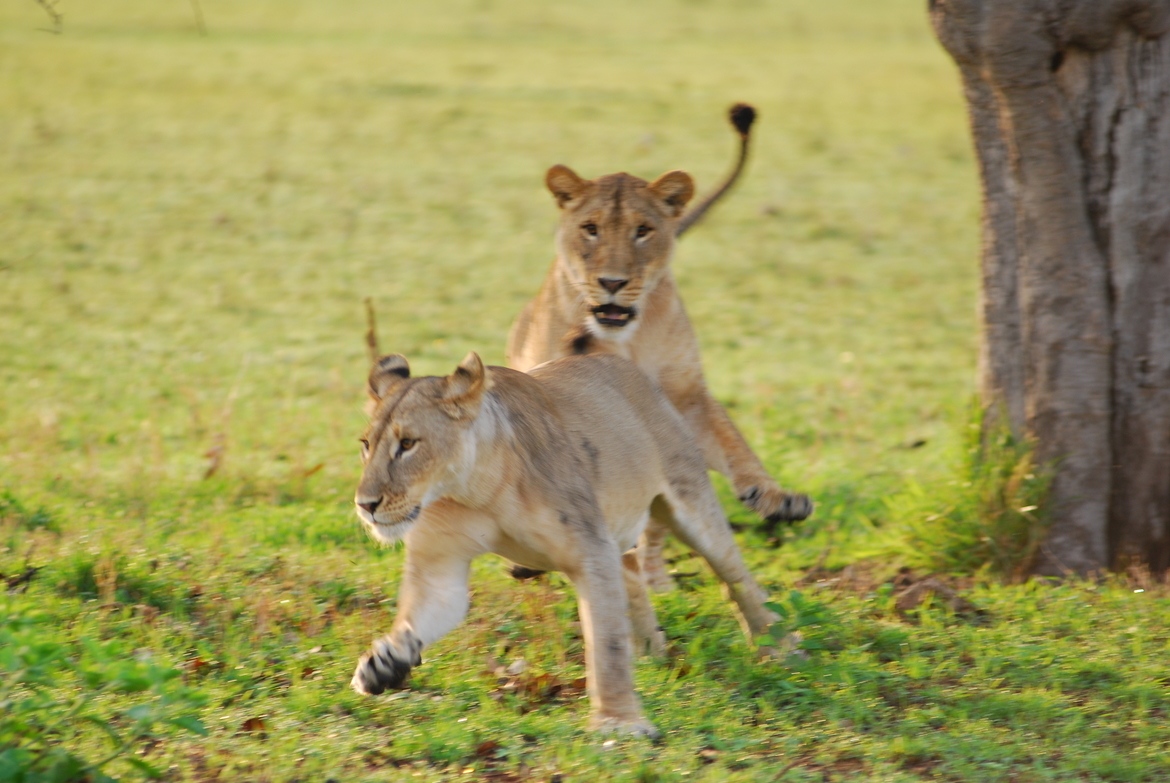 Lion, Somewhere on the plains of Kenya, Kenya