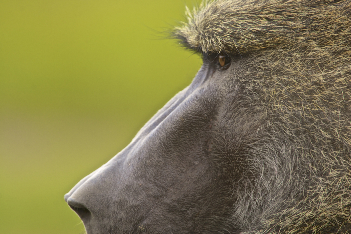 Baboon, N/A, Kenya