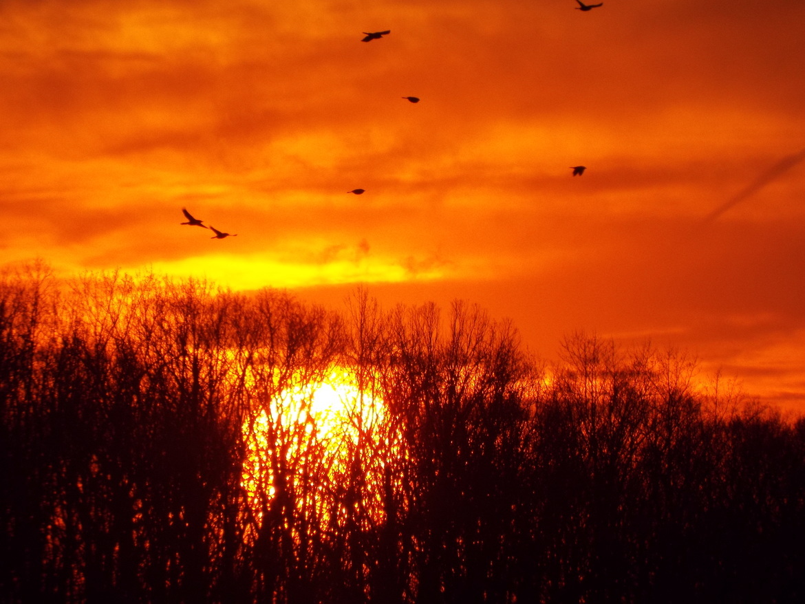 Crows, Marylands Eastern Shore, USA