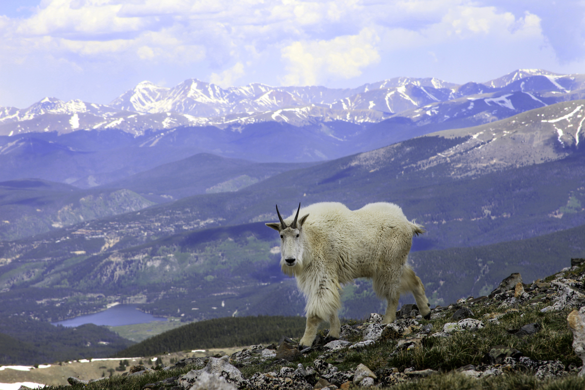Mountain Goat, Mount Quandary Summit, USA