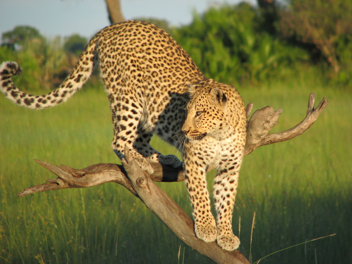 Leopard, Okavanga Delta, Botswana