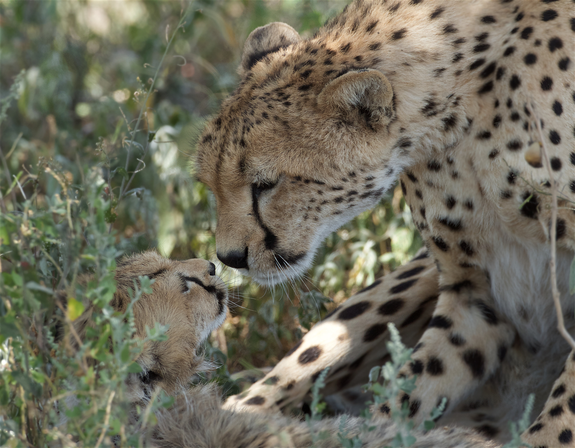 Cheetah, maasai Mara, Kenya