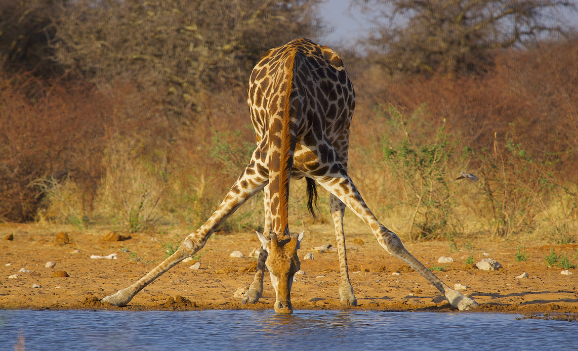 Angolan Giraffe, Etosha National Park, Namibia 