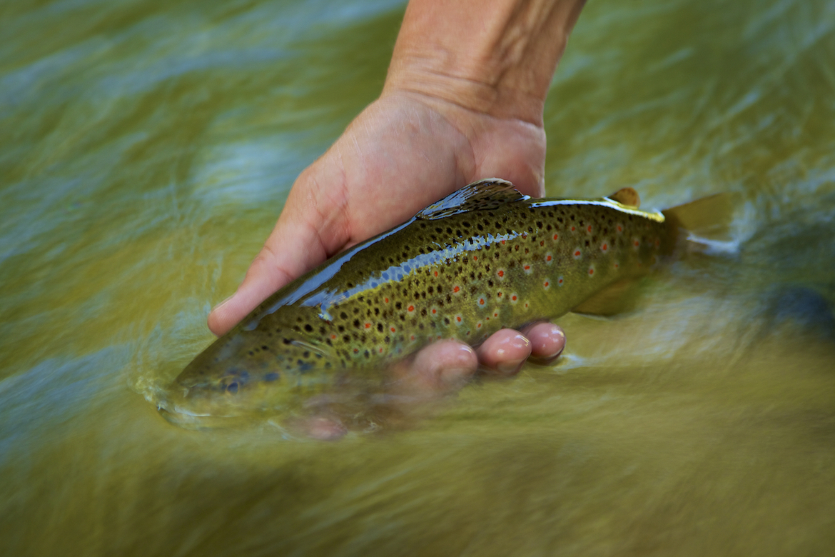 Brown Trout, Colorado, USA