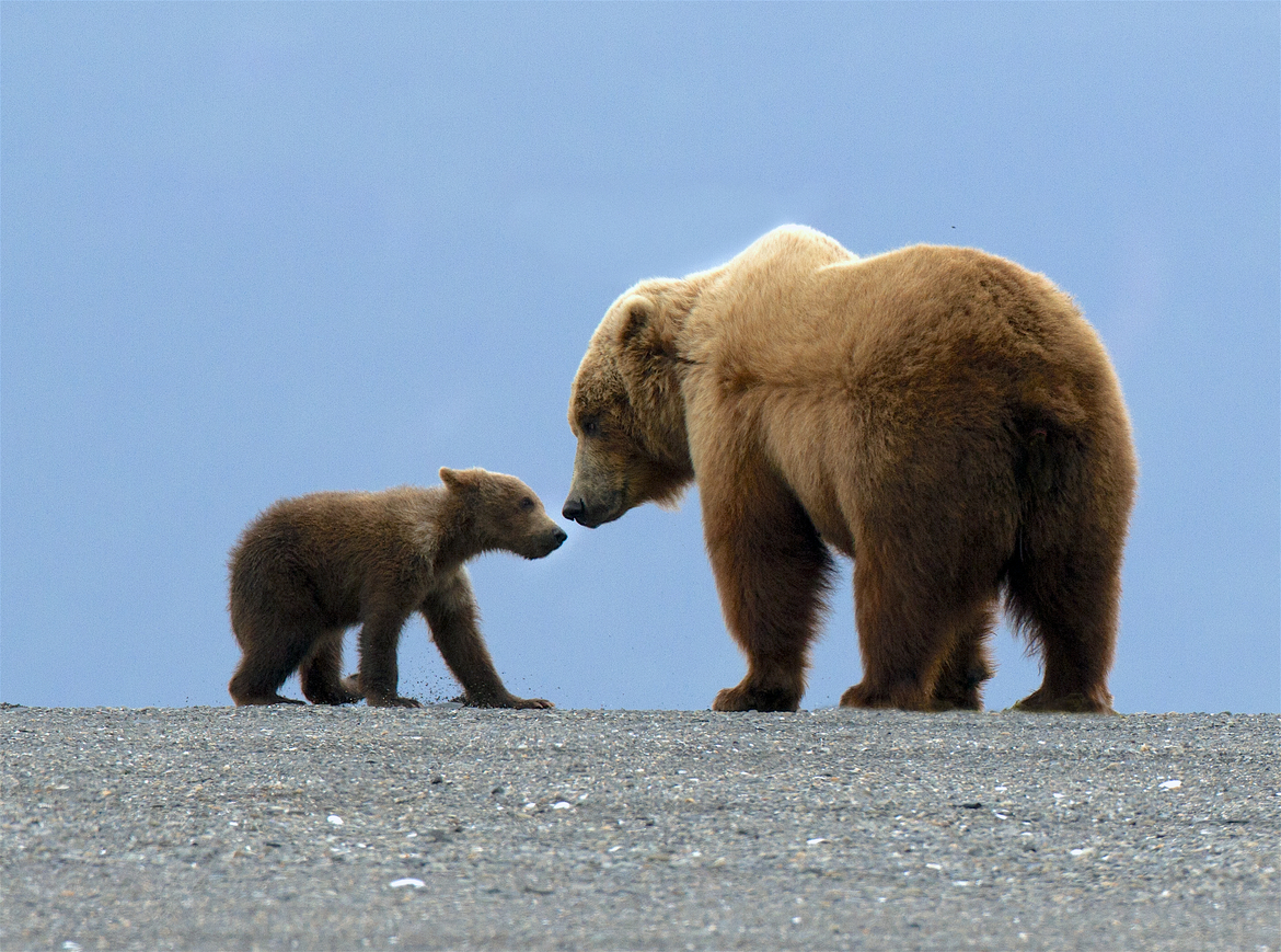 Brown Bear, Katmai, Usa