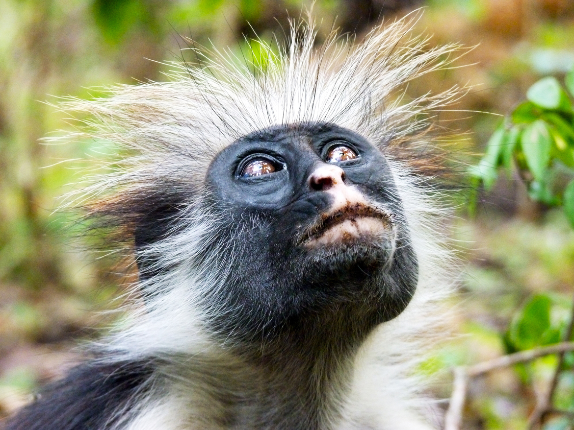 Zanzibar red colobus, Jozani National Forest, Zanzibar, Tanzania