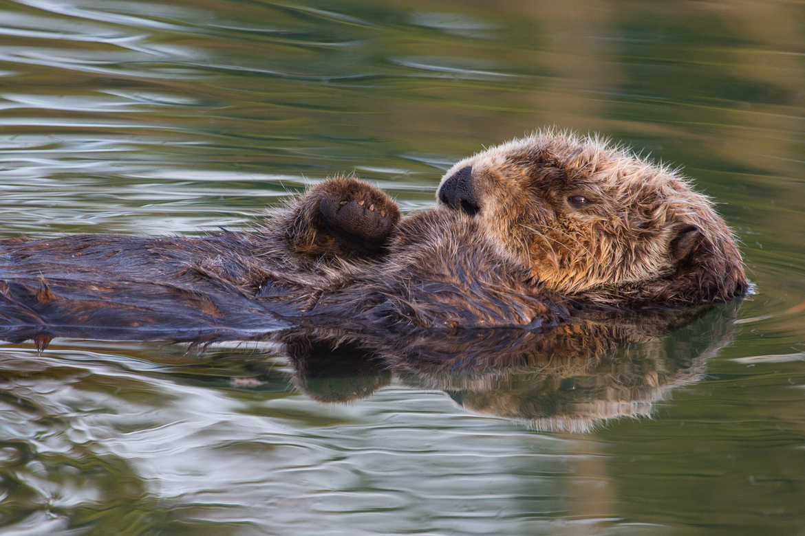 Sea Otter, Elkhorn Slough, Moss Landing, CA, USA