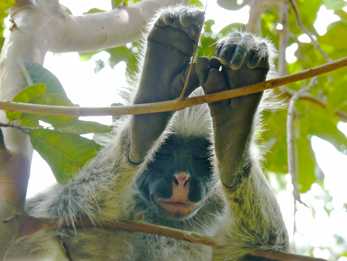 Zanzibar red colobus, Jozani National Forest, Zanzibar, Tanzania