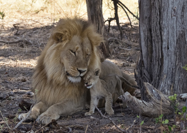 Grid tanzania lion cubs 2