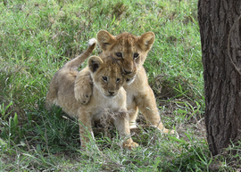 Grid tanzania lion cubs