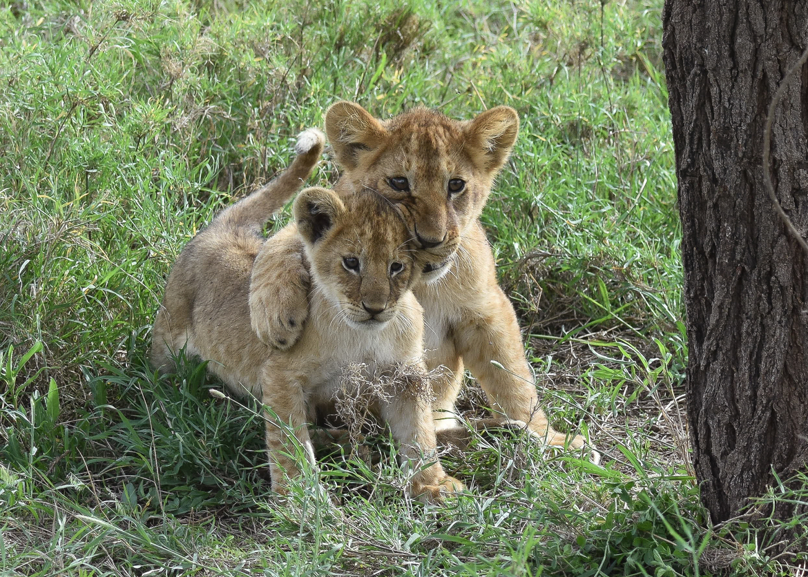 Lion, Serengeti, Tanzania