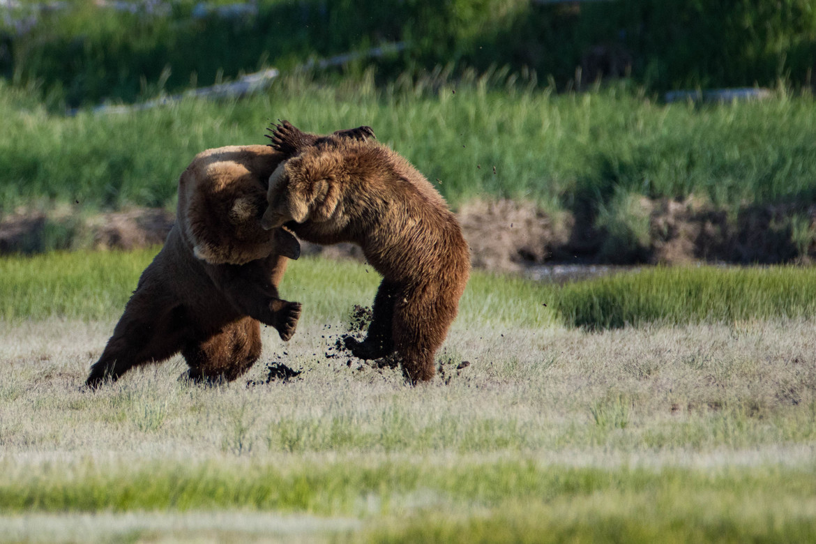 Grizzly Bear, Katmai Coast , USA