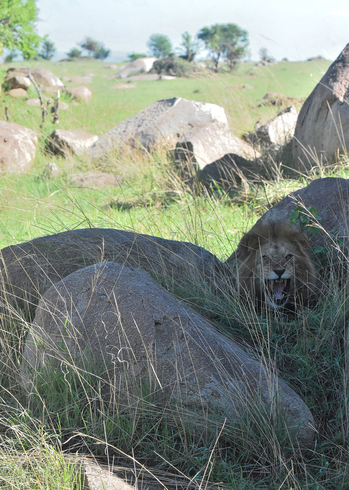 Lion, Serengeti, Tanzania