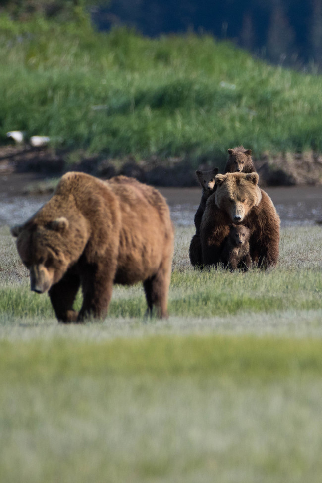 Grizzly Bear, Katmai Coast , United States