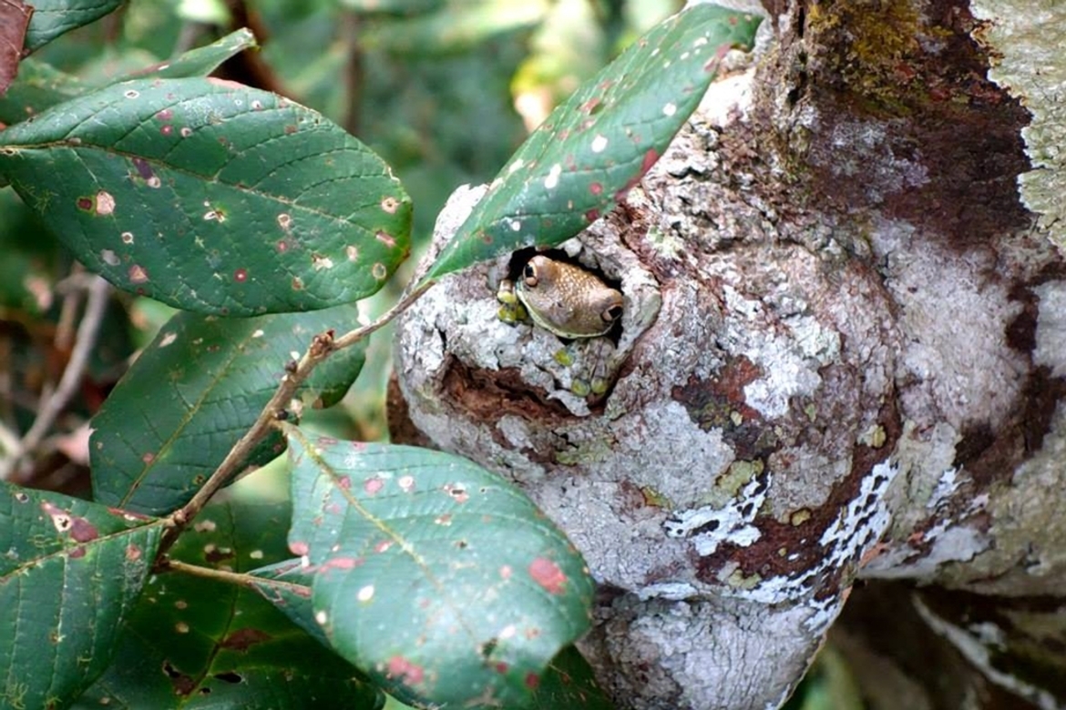 Frog, Amazon rainforest, Peru