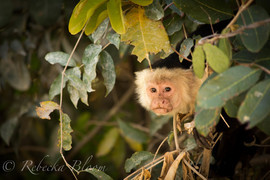 Grid white face monkey 2