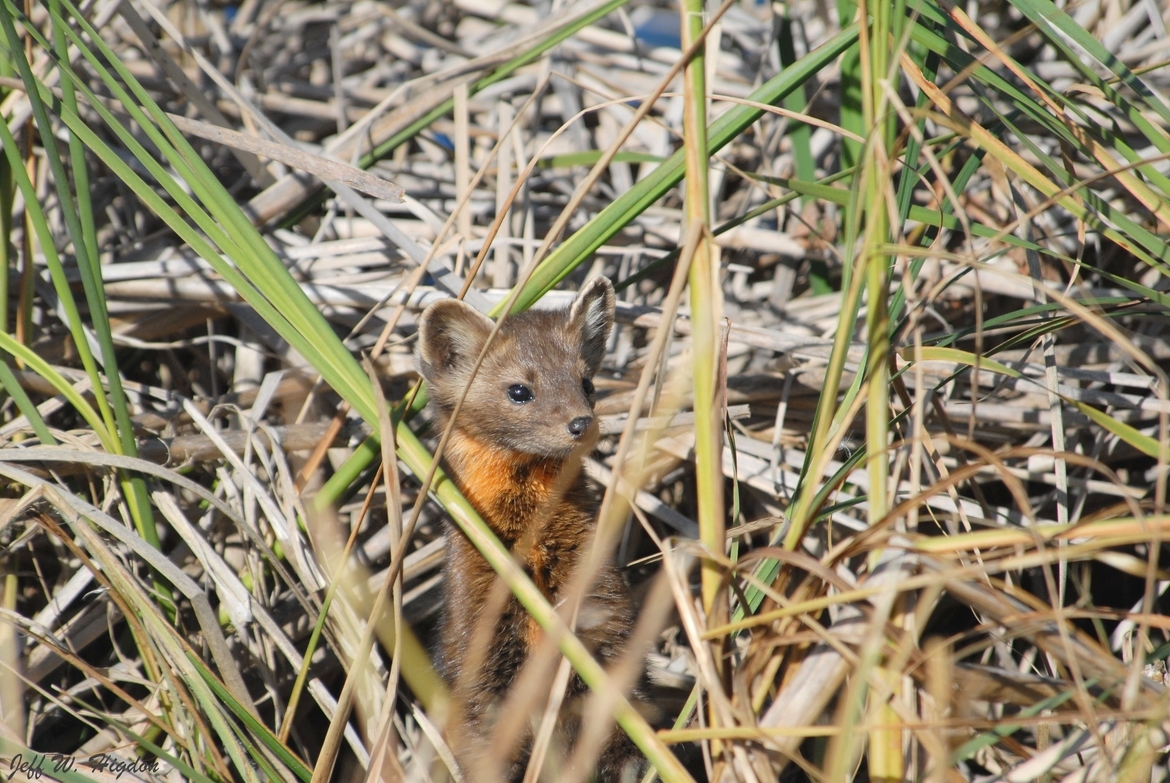 American marten (Martes americana), near Hecla-Grindstone Provincial Park, Manitoba, Canada