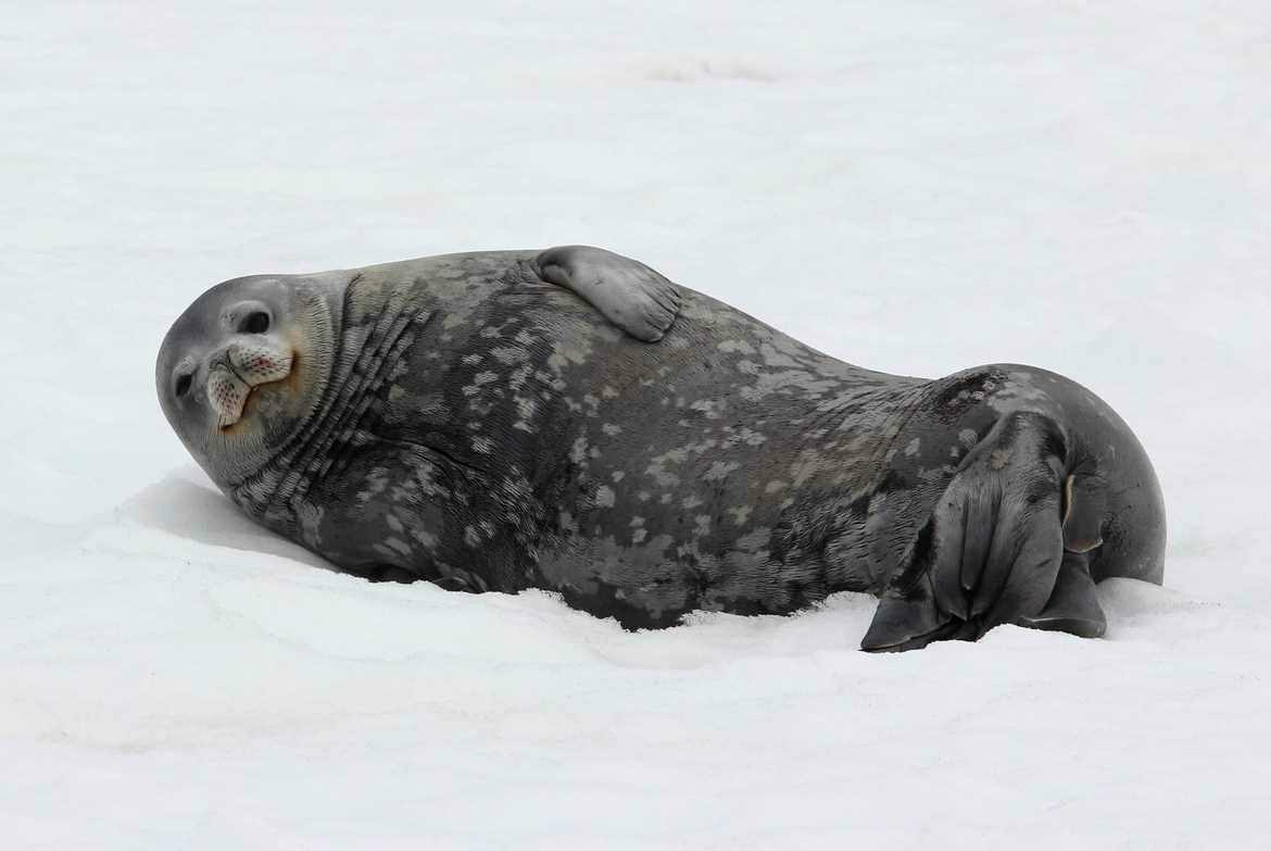 Weddell Seal, Paradise Bay, Antarctica