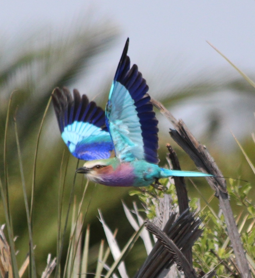 Lilac Breasted Roller, Moremi Game Reserve, Botswana