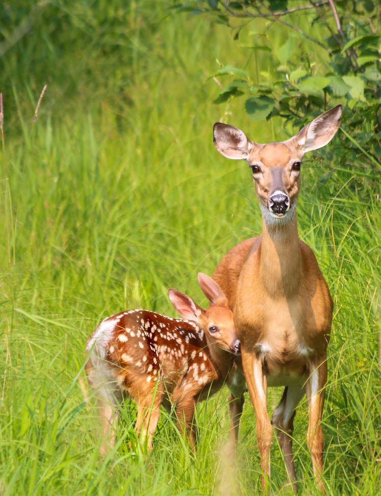 White Tailed Deer, Marmora Township, Canada