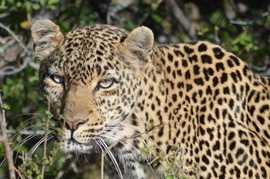 Grid that s close enough